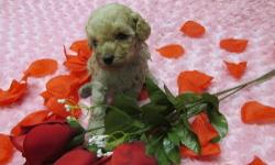 Maltipoo pups, little teddy bears, Ready Feb 14th and End of Feb.Pups will have vet ckd, shots,dewormed,.and are very well socialized..Breeder of almost 28 yrs...For more info and picks.[ pd00302}