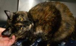 Manx - Anya - Medium - Young - Female - Cat
Anya is a very cute, 8 month old, tortie Manx kitty. She is super cuddly and lovable and she loves to play with wand toys. Come visit this little sweetie today!
CHARACTERISTICS:
Breed: Manx
Size: Medium