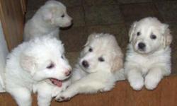 MAREMMA LIVESTOCK GUARDIAN PUPPIES!
Maremmas ARE NOT Pets they are working farm animals!
Your farm or ranch will be protected 24/7
THEY ARE PREDATOR CONTROL... They stay on guard all night so you can sleep
They don't want to live in the house... They