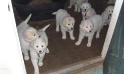Maremmas are not Pets!
They have been bred as Livestock Guardians in the Italian Alps for over 2000 years. They are Predator Protection - working dogs for farms and ranches.
These puppies are from Lorenzo and Renata and will be weaned and ready for