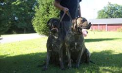 We have a litter of English Mastiff Pups. There are 6 females and 2 males. Brindles and fawns. CKC registered. Mom is 145lbs. and is CKC registered. Dad is AKC and CKC registered and is 175 lbs. Pups will be dewormed, have shots, health certificates,
