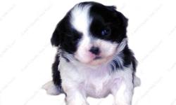 This Black and White puppy is one of a litter of 4 babies, born 10-6-12 . It is offered with Limited AKC. All our puppies are sweet, home raised, well socialized babies. all of the terms and conditions on our Website www.AEQST.com . Full AKC available to