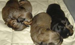 1 Lovely short haired red male Mini Dachshund born on 8/1/14 (ready now) $600. From Champion AKC lines. All puppies are born and raised in my home with daily handling and socialization. All are pre-spoiled and receive a health certificate from my vet, age
