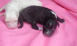 The first picture is of our New Mommie Poodle. She is a blue merle, with a chocolate and white parti mother and a blue merle sire.
Dad to the puppies is a black & white tuxedo.
There are 6 puppies born 7/14/2014 .... 3 boys and 3 girls. There are now 2