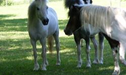 Sweet Pea is a grey pinto and registered ASPC & AMHR ..her registered name is Teaselwoods Sweet Pea...she has a recent coggins and rabies..she has also had a 4 way..she is wormed regularly..she is very freindly and has had 2 foals both of which are