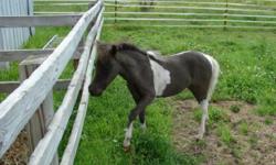 * Pending sale has been released. Beauty is now available.
Royale Legends Beauty Reins Supreme is an AMHA/AMHR registered black & white pinto filly foal date 4/7/2014 sired by Impressible Titans Dyno Mite (AMHA/AMHR bay homozygous stallion.) Her grand