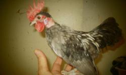 We have young and adult kikiriki bantams available. This is a really old breed of tiny chickens introduced by the Spaniards to the Caribbean islands. In those days was a delicacy but as the passing of time they because toy chickens. and kept as pets.