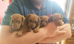 Champion sire and dam! (Parents) Puppies are show prospects! Reds, Dapples, Black and Tans from beautiful shown to their championship sire and dam!
Health clearances, wormings and first shots.
$1500.00
Phone: 315-655-2433 or 315-243-9323....... If no
