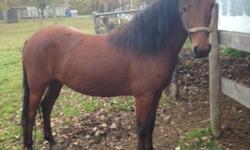 Morgan - Juan - Medium - Adult - Male - Horse
Juan is a 14h, bay gelding born in 2002. He was rescued from a kill pen auction. Unlike others in this situation, he came with more history than we usualy expect to get. Juan was trained to drive both single