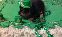 Morkie babies,all colors,tinies and toys,these little doll faced beauties are ready to now- July,.Pups are and will be vet ckd,shots and dewormed.These babies make great family pets and are very well socialized , pups available now thru may.. ( pd00302)