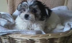 Morkie pups litter ready to go 10-16/14 and younger babies ready November and XMAS, deposits. Being taken on young ones at this time.. ,champion/ pet lines,all pups are vet checked ,shots and dewormed.(pd00302) Email for more pictures of the pups ready