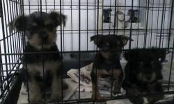 Looking for a small morkie or yorktese for a reasonable price or rehoming fee. Greece/Rochester but willing to travel.
This ad was posted with the eBay Classifieds mobile app.