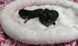 Morkie pups ,champion lined little bears.Pups are non-shedding and make great family pets.Very easy to train.do require grooming.Pups are vet ckd,shots,dewormed are are very well socialized and we work with the potty training before you take you're new