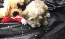 Morkie pups**** gorgeous little babies*** ready now -spring.all colors pls bewier.Pups are very well socialized,vet ckd,shots and dewormed.we start working with the potty training before you take you;re new baby home.breeder of 28yrs. ,For additional pick