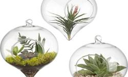 Great Your Mother A Cute Little Air Plant For Mother's Day
Many Gifts To Choose From
Indoor Plants And Hanging Glassware
http://www.airplantsgiftshop.com/