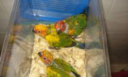 **NEGOTIATIOABLE** My friend gave me his sun conure parrot birds bec of travel. First come first serve. They're on 2 handfeedings a day and they're 6 weeks old. They're tame, lovely, and friendly. These birds will sell very fast so first come first serve
