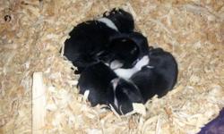 I have a litter of 4 ready for new homes April 22! They are VM Broken otters and 1 VM that is all black. Please email or call/text (845) 430-5652 for more info. Can also text or email individual pics of the kits.
Thanks!
http://lbsrabbitry.weebly.com/