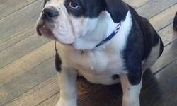 Ms.LaLa 18Wk Old Female Olde English Bulldogge. All Shots Up To Date Pedigree Registered With The International Olde English Bulldogge Association .She Is Crate TrainEd And House BrokenBeautiful Pup With A Playful Goof Ball Personality.Home Raised With