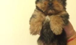 I have great bloodline one female yorkie's and one male yorkie's puppies to sell they come from a great bloodline . sept 3 ,2014 at 7am they was born they well be 8 week to go on oct 24,2014 they come with tail docked and dewclaws and first set of shots