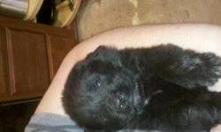 I have a litter of Newfoundland puppies that need good homes. They are out of a mom I took in and gave a home to. Unexpected until one day we woke up to puppies.
There are 9 of them, some are already on hold. There will be a questionnaire, quiz, and a