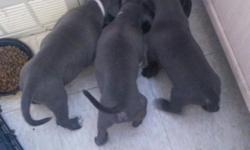 I have 3 pups left they are going fast and a good price you can email mefor more info or call me at 917 615 5894 you can also text the father os 130 pounds xl bully and the mom is a pocket