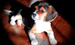 Adorable Old English Pocket Beagles, Registered with papers are due this winter and after the first of the year. We expect tri colors, chocolate and whites and lemon and white puppies. The chocolates and lemon and white puppies are slightly higher in