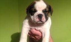 1 Puppy for sale.11 Weeks old,ready to go.call 585-732-3511.Current vaccinations, Veterinarian examination, Health certificate, Health guarantee.
Our Olde English Bulldogges are loyal, playful, protective of our children, and obedient. Our puppies are