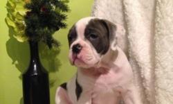 We have 3 adorable blue Olde English Bulldog babies available. We are a small family breeders located in Farmington NY and I breed Olde English bulldogge.
All 3 puppies will be properly Vaccinated,Vet Examined,Health Certificate,Dewormed,IOEBA register.
