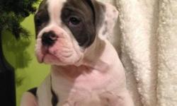 We currently have 2 Blue male puppies and 1 Blue female puppy from Blue Berry and Ice Men
All of our bulldogges are hand raised indoors with our children, as members of our family, with daily interaction, and playtime. Our puppies develop exceptionally