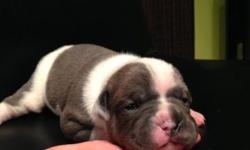 WE have 3 Olde English bulldogges pups available . All pups have had their tails and dew claws removed,vet check ,shots.They were born on 08/25/2014. Are both parents registered with the International Olde English Bulldogge Association(IOEBA), We focus on