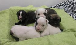 Adorable puppies available.
males and females.
Full brindle, Brindle and white, White with black markings, White with brown markings, and White with brindle markings.
Mom on site.
Studs mom on site also.
Shots and worming will be up to date.
Playful happy