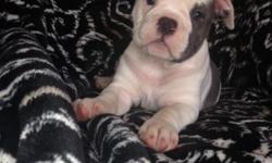 WE have 2 Olde English bulldogges pups available . All pups have had their tails and dew claws removed,vet check ,shots.They were born on 01/26/2014.
Are both parents registered with the International Olde English Bulldogge Association(IOEBA), We focus on