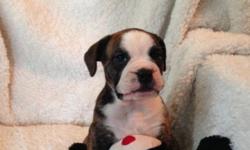 WE have 2 Olde English bulldogges pups available . All pups have had their tails and dew claws removed,vet check ,shots.They were born on 05/01/2014.
Are both parents registered with the International Olde English Bulldogge Association(IOEBA), We focus on