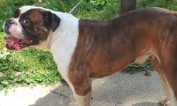 this beautiful male old english bulldog , equal temperament good behavior , he's great with kids, great what are the dog except males , he's a good stud producer you could breed him to another bully or breed him to oldie , this boy is 5 years crate