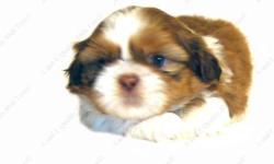 This Red & White Liver puppy is one of a litter of 4 babies, born 6-13-14. All our puppies are sweet, home raised, well socialized babies. Puppy available goes to forever home on 8-8-14, UTD on shots and deworming, with Veterinarian Health Certificate and
