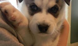 We have 1 male and 1 female left that were born February 26th. The female is a very light brown and white. The male is silver and white. They are AKC registered and both parents are on premise. These playful puppies are family raised with lots of love!