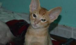smart and curious, elegant and graceful oriental shorthair kittens are ready to join your family!!! contact us today! [email removed]