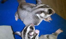 I have a bonded pair of sugar gliders, their joeys, cage, and accessories for sale. The joeys will be ready for weaning on Feb 15th. There is one male and one female. Asking $500 for all. Very healthy and friendly. Breeding pair can not be separated as