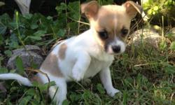 Very popular Papi-Chi's have arrived!!
This is TWIGGY, she's charting VERY small. Short coat with lots of little spots :D
Half Papillon half Chihuahua. Will be VERY small. Approx 3-6 lbs full grown.
100 down to hold baby of your choice. We will send pics