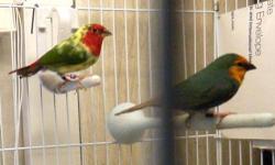 This is a beautiful DNA sexed Parrot finch pr....Male is Red face pied,and the Female is a Seagreen/pied parrot finch.. You will get red face pied and seagreen pied. Also will get normal red face and and normal seagreen babies. Cage,Nestbox and DNA