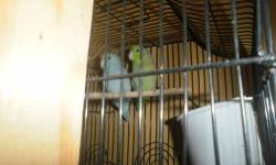 Female blue/turquoise parrotlet for sale or exchange for young mature blue or yellow male parrotlet.