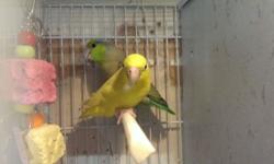 I have two pairs of parrotlets for sale, 1st is a green male and a yellow female split to white, yellow and blue for $250. 2nd is a pair of blue pied pair for $350. Both pairs are less than 2 years old and proven. Please text me or or e-mail for more