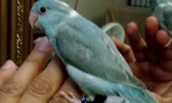 A.J AVIARY
PARROTLET SPECIAL!!!!!!!
Hi, I have Adults & Young Triple, & Double Split Parrotlets. We have almost every color and mutation available. Proven Pair's, Ready to Breed, Unweaned Baby's & Already Weaned as well. So jump on it before some one else