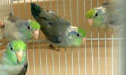 Two-- related- Blue turquoise pied(SOLD)-- and Blue turquoise(parents are F-blue/yellow fallow pied and M-white turquoise They are 4 mo. old ( Males)...$125. each
Two-Blue turquoise pied/Lutino 5 mo. old(Males)(not
related to the top 2 parrotlets $125.