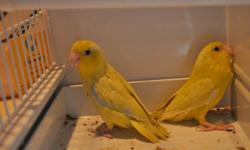 We have parrotlets ready for new owners.
Green 65 each
Blues 90
Yellow 100
White 100