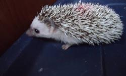 I have a couple pedigreed hedgehogs left and decided to do a end of summer special. For the month of August they will be only $150. They come with some food to get them started. A larger amount of my food mix can be purchased if you wish. They are also