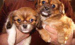 Adorable Pekalier puppies --small but not fragile, low shedding, sweet-natured, very friendly and absolutely adorable. Gorgeous colors and coats and irresistible little faces.
We are not a kennel. All puppies lovingly raised underfoot, in our home,