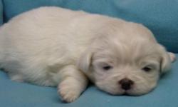 1 Male (Blonde) 2 Females (1 Black and 1 Brown), Purebred Pekingese Puppies. No papers. Will be Vet Checked, Health Certificate, Will have First set of Shots and series of De-Worming. Also included is puppy kit, with Starter Food. Raised Underfoot, Well