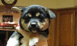 Gorgeous Tri-color! Extremely Smart and Very Affectionate. Little Bear Baby. Both parents here. Shots and Wormed.