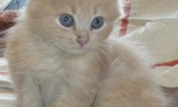 We are selling a male Persian kitten. The kitten is three months old. The kitten is orange in color. The kitten has green eyes.The Kitten has an excellent temperament. He is litter box trained. This kitten would make a perfect gift for people of all ages.